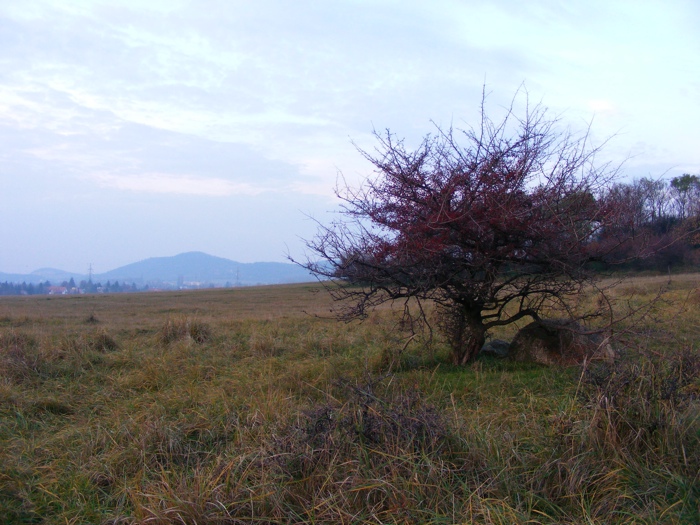 DSCF1002.JPG