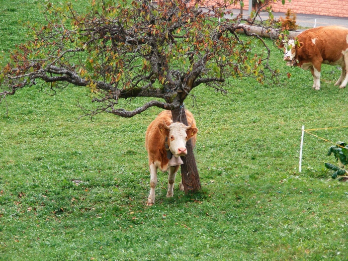 DSCF1246.JPG