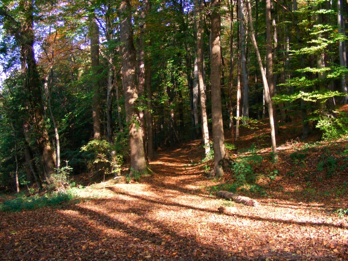 DSCF1265.JPG