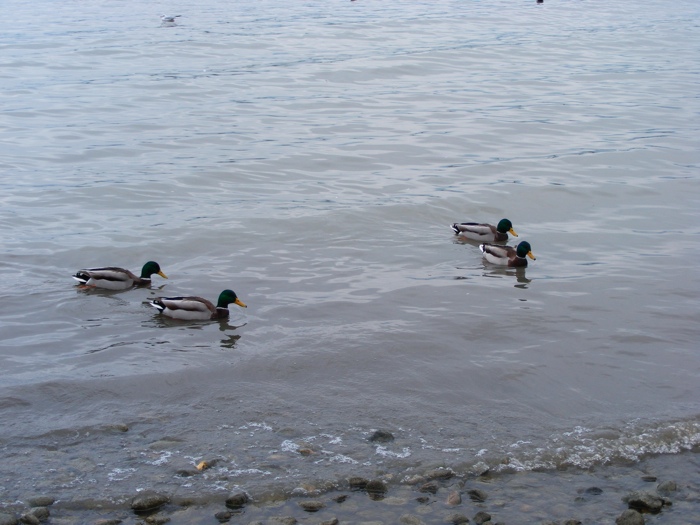 DSCF1336.JPG