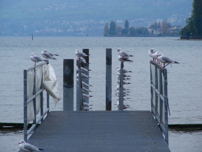 DSCF1337.JPG