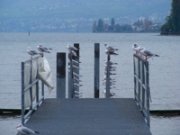 DSCF1337.JPG