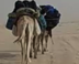 Sahara